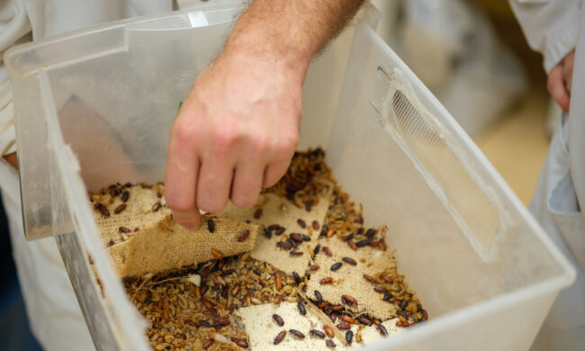 Mandat de service conseil technique en élevage d’insecte 1